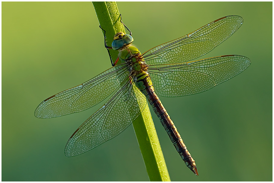 Anax imperator