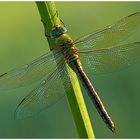 Anax imperator