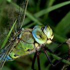 Anax imperator