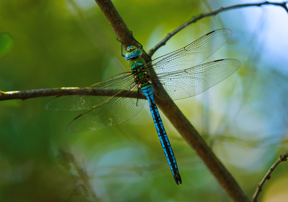 Anax imperator