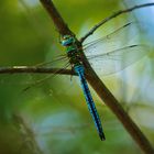 Anax imperator