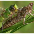 Anax Imperator