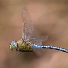 Anax imperator