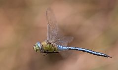 Anax imperator