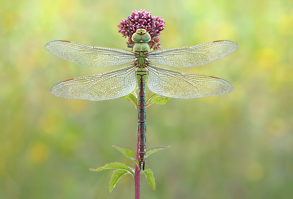 Anax Imperator