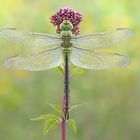 Anax Imperator