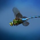 Anax imperator .......