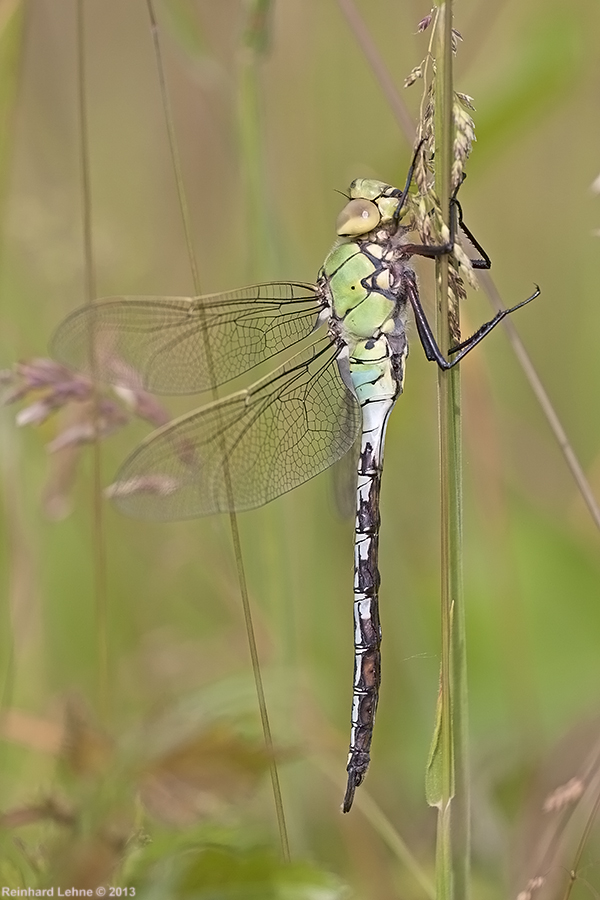 Anax imperator