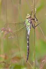 Anax imperator