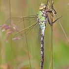 Anax imperator