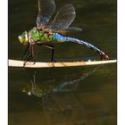 Anax imperator