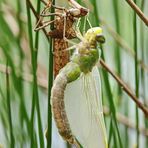 Anax imperator