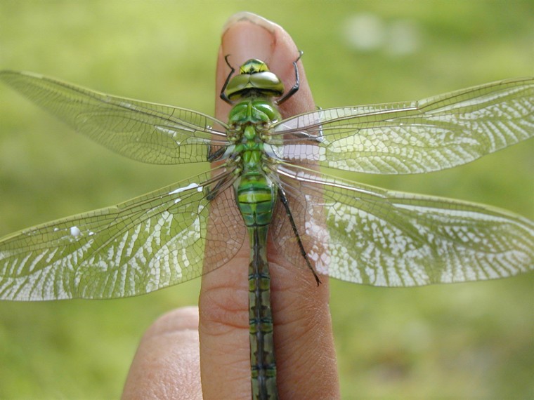 Anax imperator