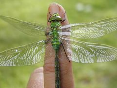 Anax imperator