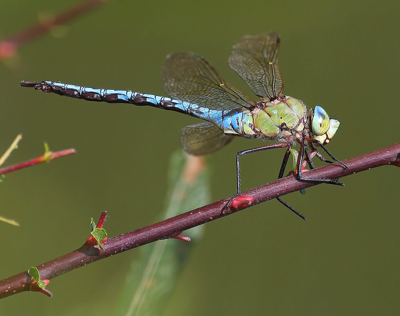 Anax imperator