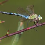 Anax imperator