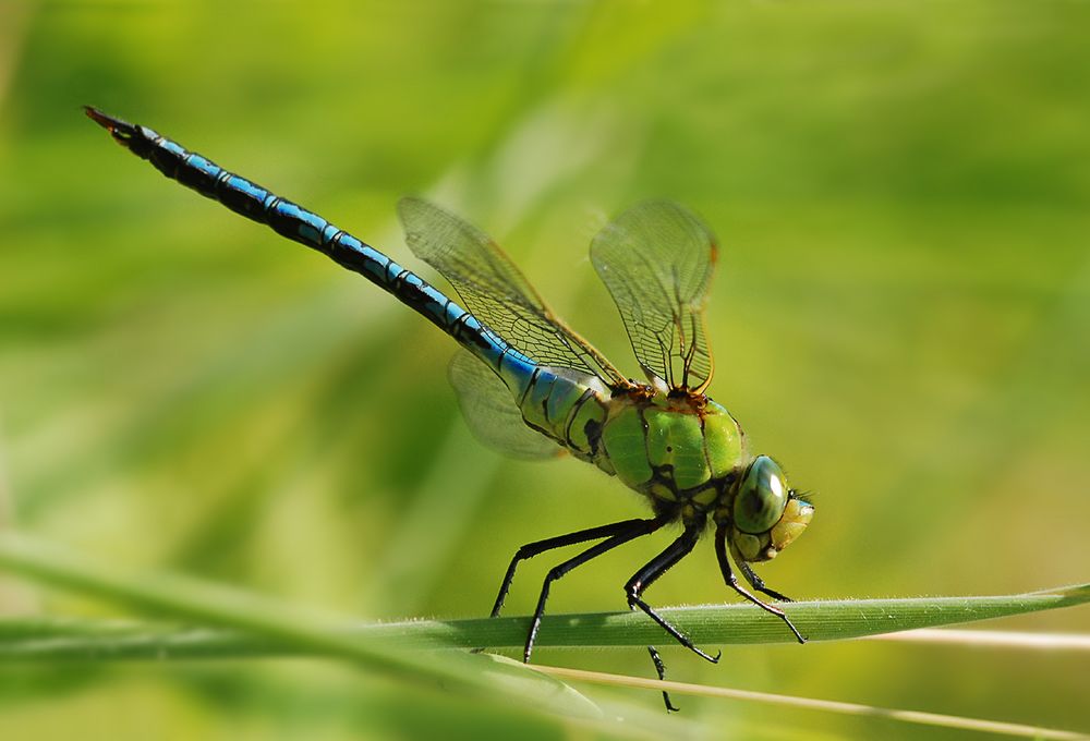 Anax imperator