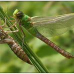 Anax imperator