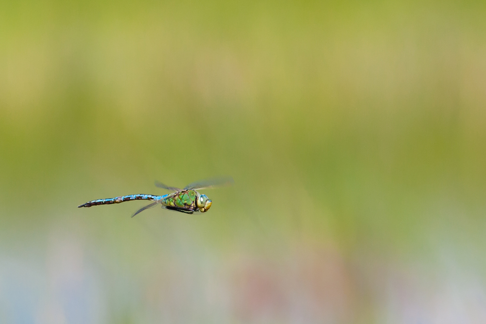 Anax Imperator