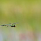 Anax Imperator