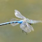 Anax Imperator