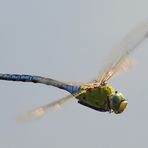 Anax imperator