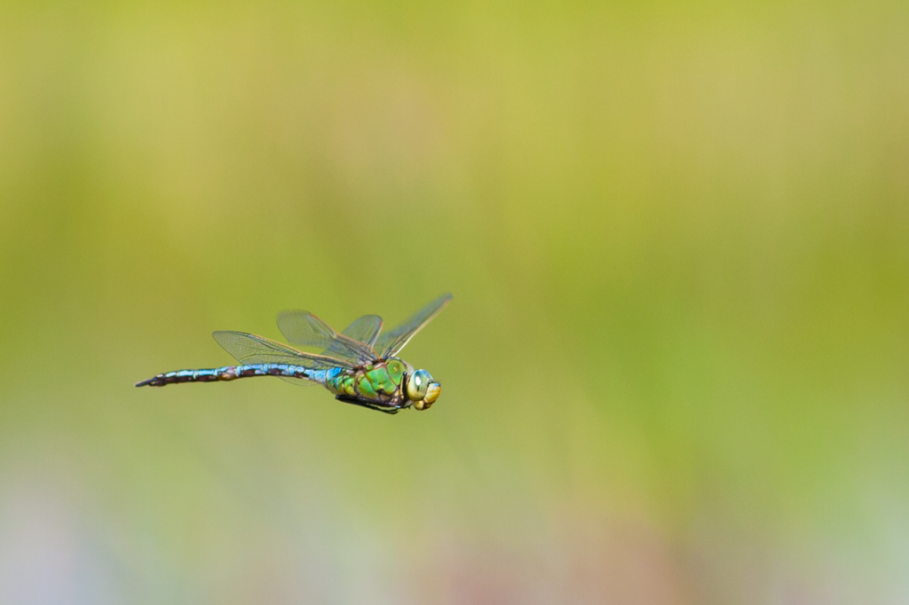 Anax Imperator