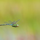 Anax Imperator