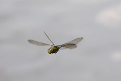 Anax Imperator auf Patrouille