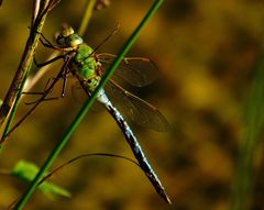 Anax imperator