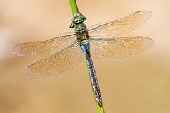 Anax imperator