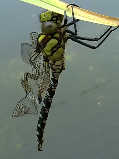 Anax Imperator