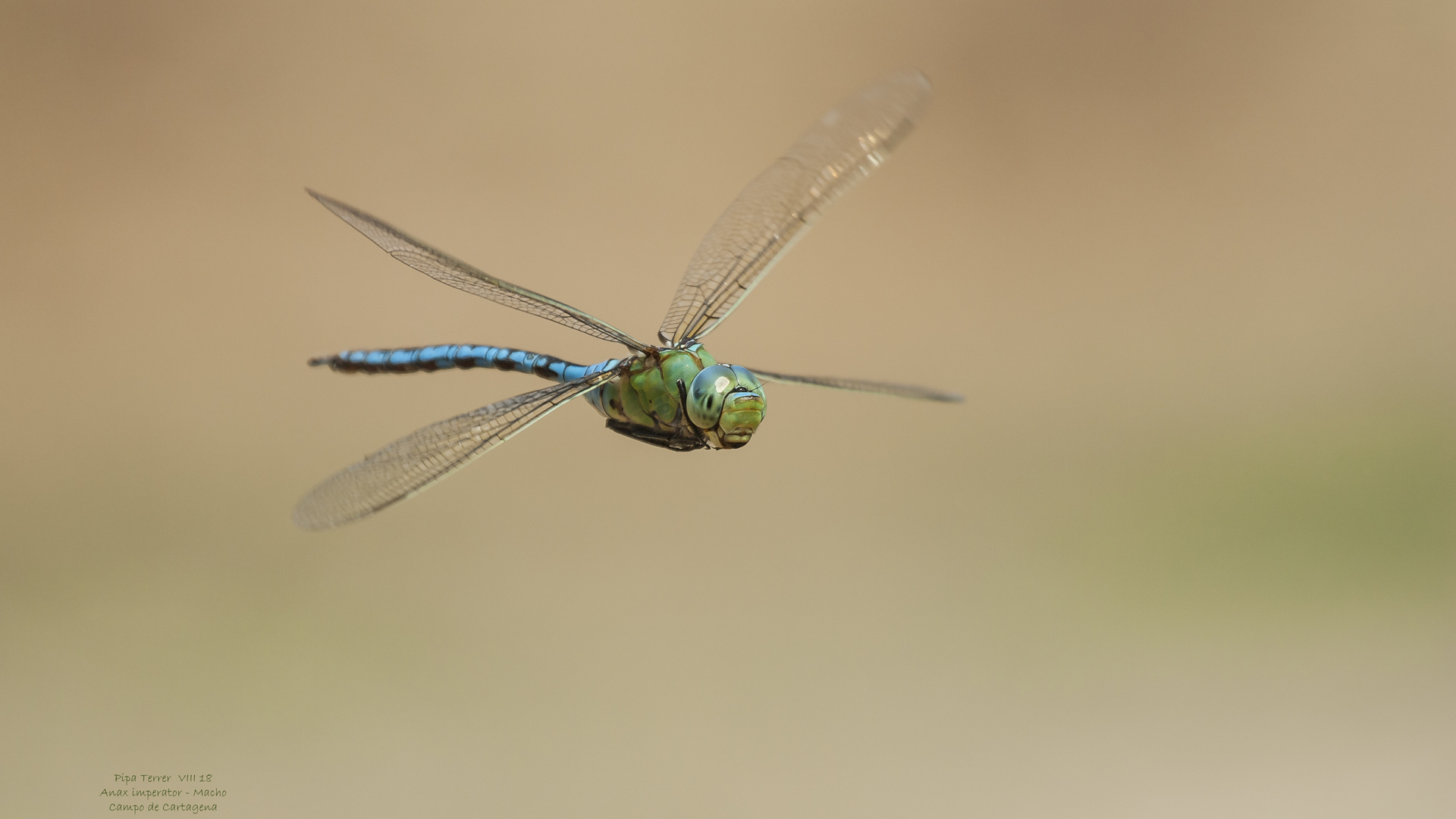 Anax imperator