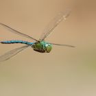 Anax imperator