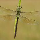 " ANAX IMPERATOR "