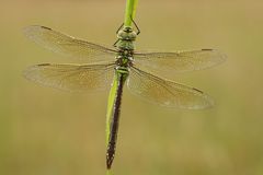 " ANAX IMPERATOR "