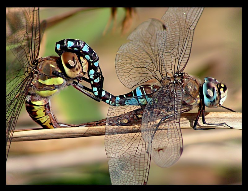 Anax imperator