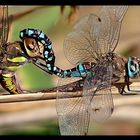 Anax imperator