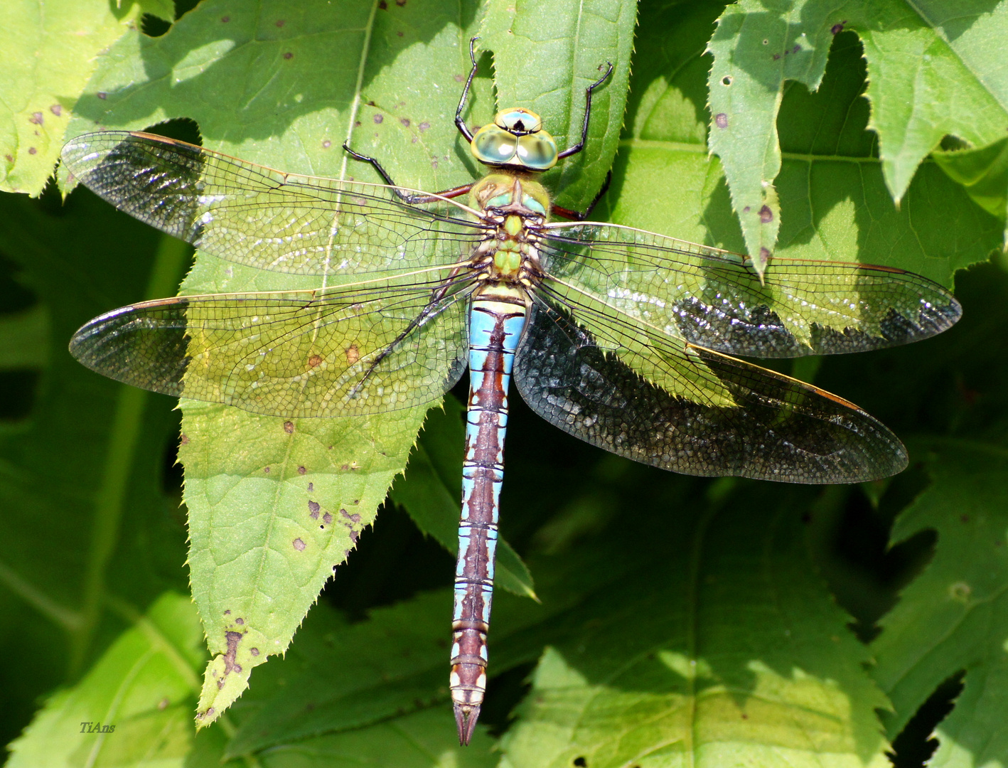 Anax imperator