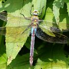 Anax imperator