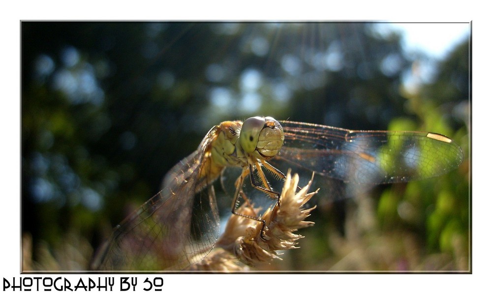 Anax imperator