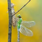 Anax imperator