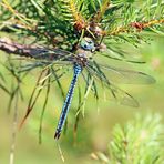 Anax imperator