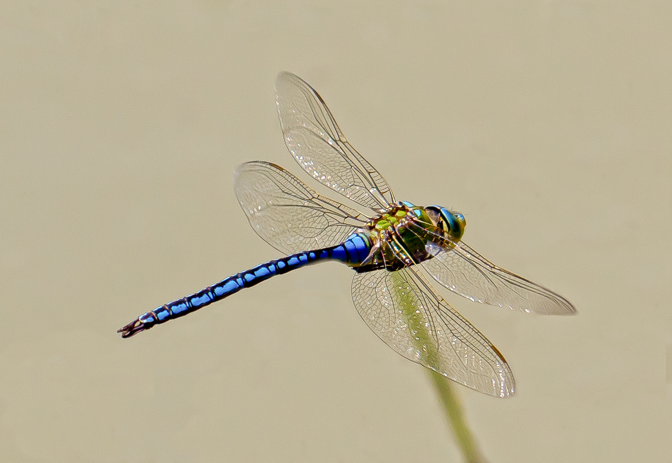 Anax imperator en vuelo