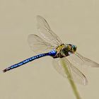 Anax imperator en vuelo