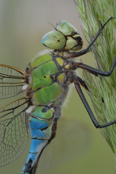 Anax imperator