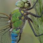 Anax imperator