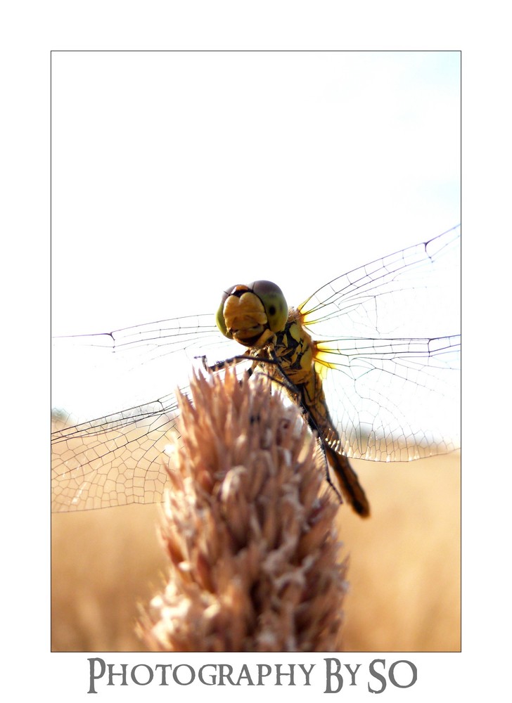 Anax Imperator