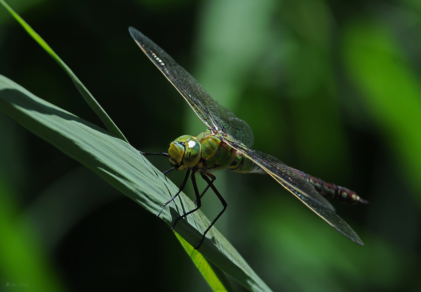 Anax imperator