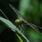 Anax imperator